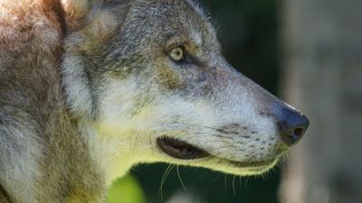 Wolf predator muzzle wild look 4k wallpaper