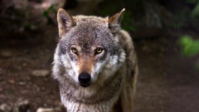 Wolf predator snout eyes 4k wallpaper