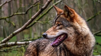 Wolf protruding tongue predator image 4k wallpaper