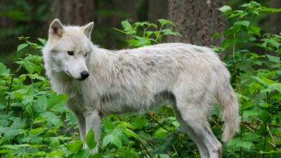 Wolf white beast 4k wallpaper