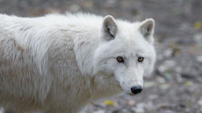 Wolf white cute 4k wallpaper