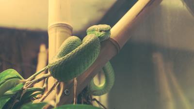 Wood snake snake terrarium reptile 4k wallpaper