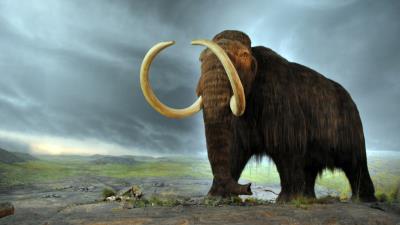 Woolly mammoth hd 4k wallpaper