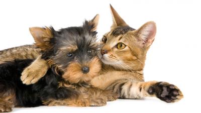 Yorkshire terrier cat couple friendship 4k wallpaper
