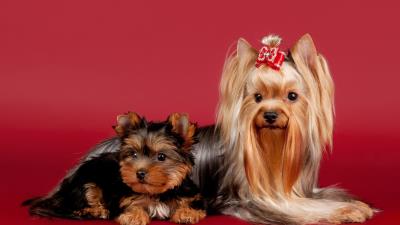 Yorkshire terrier dog beautiful 4k wallpaper