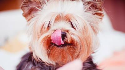 Yorkshire terrier dog licked 4k wallpaper