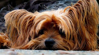 Yorkshire terrier dog muzzle shaggy 4k wallpaper