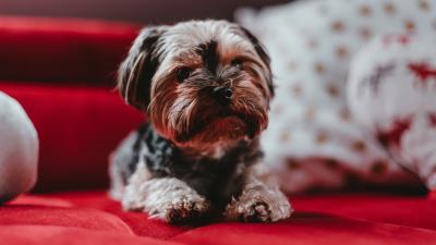 Yorkshire terrier dog puppy 4k wallpaper