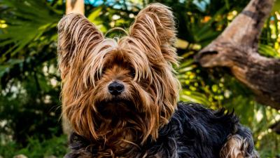 Yorkshire terrier dog shaggy 4k wallpaper