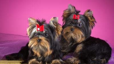 Yorkshire terrier dogs puppies hd 4k wallpaper
