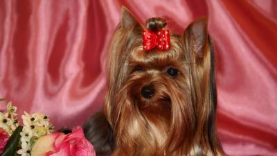 Yorkshire terrier silk ribbon roses 4k wallpaper