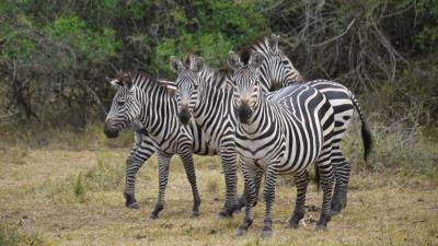 Zebra africa walk 4k wallpaper