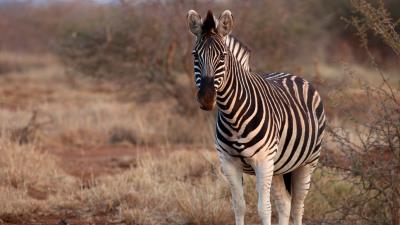 Zebra animal wildlife 4k wallpaper