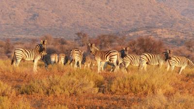 Zebra herd savannah pasture 4k wallpaper