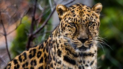 African leopard leopard predator 4k wallpaper