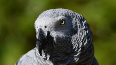 African parrot bird beak 4k wallpaper