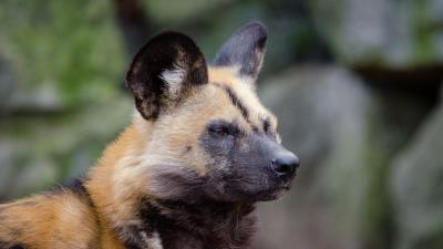 African wild dog muzzle predator 4k wallpaper