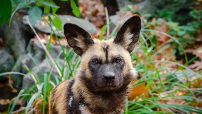 African wild dog predator muzzle 4k wallpaper