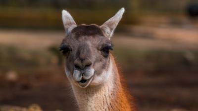 Alpaca head muzzle cool 4k wallpaper