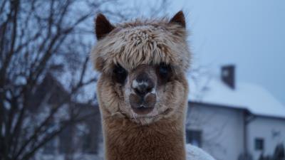 Alpaca muzzle cute look 4k wallpaper