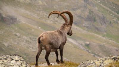 Alpine ibex goat mountains horns 4k wallpaper