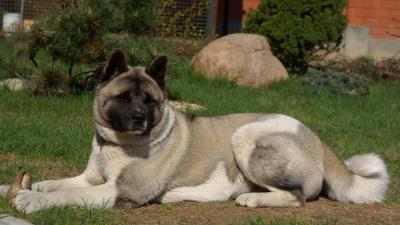 American akita inu dog black gras 4k wallpaper