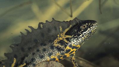 Amphibian water color 4k wallpaper