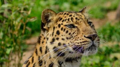 Amur leopard wild cat muzzle predator 4k wallpaper