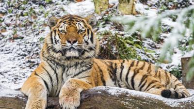 Amur tiger big cat predator 4k wallpaper