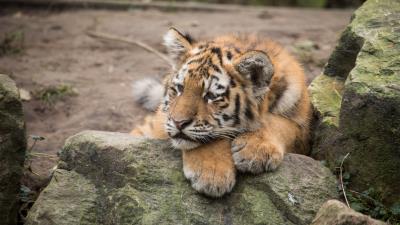Amur tiger cub lies predator rocks 4k wallpaper
