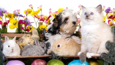 Animals easter eggs benches rabbits bunnies 4k wallpaper