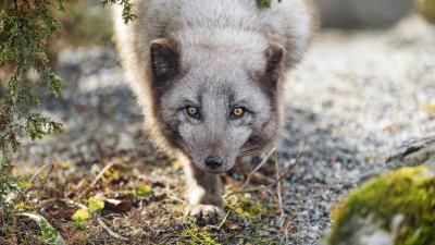 Arctic fox animal snout 4k wallpaper