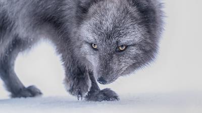 Arctic fox fox glance 4k wallpaper