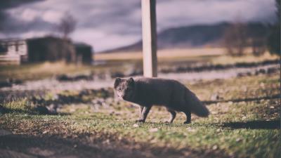 Arctic fox polar fox hiding 4k wallpaper