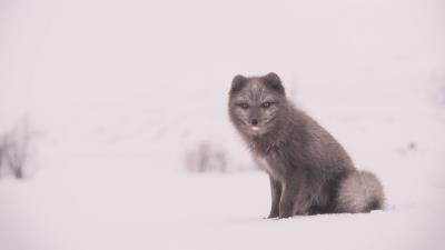 Arctic fox polar fox snow sits 4k wallpaper
