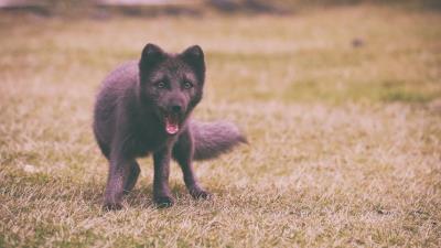 Arctic fox polar fox wonder black 4k wallpaper