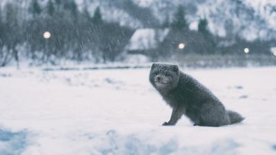 Arctic fox white fox polar fox snow fox 4k wallpaper