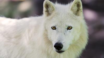 Arctic wolf dog muzzl 4k wallpaper