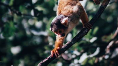 Atelidae monkey climbing 4k wallpaper