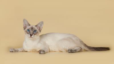 Bali balinese balinese cat breed color 4k wallpaper