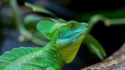 Basilisk lizard reptile 4k wallpaper