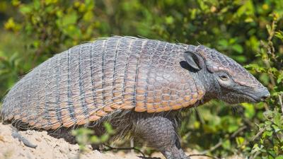 Battleship south america bushes sand 4k wallpaper