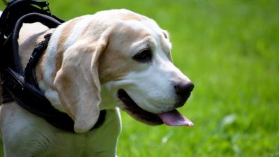 Beagle dog face tongue walk 4k wallpaper