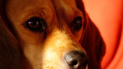 Beagle dog muzzle 4k wallpaper