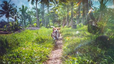 Beagle dog running 4k wallpaper