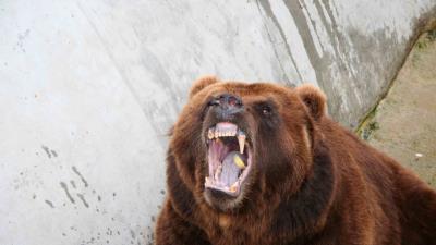 Bear aggression teeth anger 4k wallpaper
