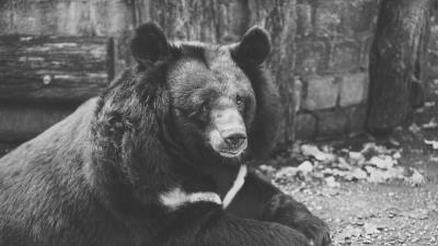 Bear black sadness look bw 4k wallpaper