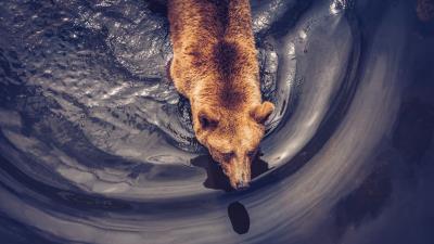 Bear brown predator 4k wallpaper