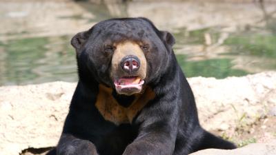 Bear face eyes li 4k wallpaper