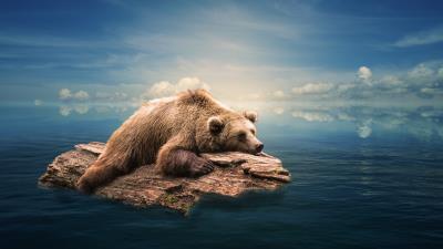 Bear floating water 4k wallpaper